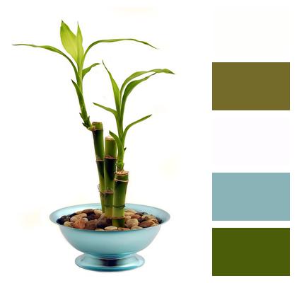 Houseplant Bamboo Potted Plant Image